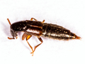 Othius laeviusculus